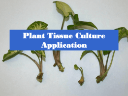 Plant Tissue Culture Application Development of  superior cultivars  Germplasm storage  Somaclonal variation  Embryo rescue  Ovule and ovary cultures  Anther and pollen cultures 