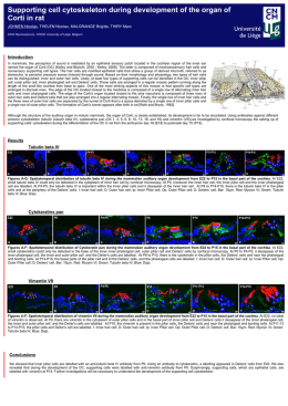Supporting cell cytoskeleton during development of the organ of Corti in rat JOHNEN Nicolas, THELEN Nicolas, MALGRANGE Brigitte, THIRY Marc GIGA Neurosciences, CNCM,