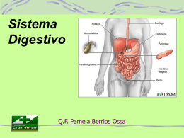 Sistema Digestivo  Q.F. Pamela Berrios Ossa El Gran Procesador De Alimentos El sistema digestivo puede compararse con un enorme procesador de alimentos. Para poder funcionar.