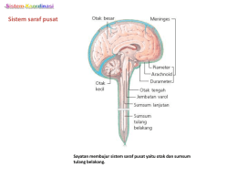 Sistem saraf pusat  Sayatan membujur sistem saraf pusat yaitu otak dan sumsum tulang belakang.