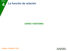 UNIDAD  La función de relación  CONOS Y BASTONES  Biología y Geología 3.º ESO.