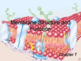 Membrane Structure and Function  Chapter 7 TEM of Phospholipid Bilayer Membrane Structure • Basic fabric of membranes is a phospholipid bi-layer • Phospholipids are amphipathic, so.