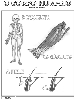 Fichas de Estudo  NOME O ESQUELETO – OS OSSOS Conhecer a constituição dos ossos, como se formam  As partes duras que o homem.
