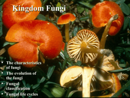 Kingdom Fungi  •  • •  •  The characteristics of fungi The evolution of the fungi Fungal classification Fungal life cycles The Characteristics of Fungi •  Body form * unicellular * filamentous (tube-like strands called hypha (singular) or.