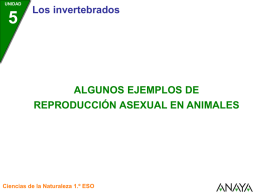 UNIDAD  Los invertebrados  ALGUNOS EJEMPLOS DE  REPRODUCCIÓN ASEXUAL EN ANIMALES  Ciencias de la Naturaleza 1.º ESO.