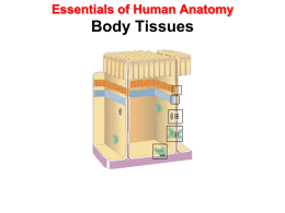 Essentials of Human Anatomy  Body Tissues Tissue Level of Organization • Group of similar cells – common embryonic origin – common function  • Histology – study.