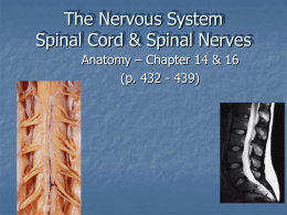 The Nervous System Spinal Cord & Spinal Nerves Anatomy – Chapter 14 & 16 (p.