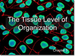 The Tissue Level of Organization  Chapter 5 What is a Tissue? • The human body is composed of trillions of cells • There are.