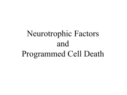 Neurotrophic Factors and Programmed Cell Death The Neurotrophic Hypothesis:  Targets of innervation secrete limiting amounts of survival factors to generate a balance between the size.