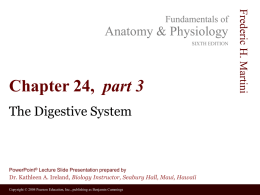 Anatomy & Physiology SIXTH EDITION  Chapter 24, part 3 The Digestive System  PowerPoint® Lecture Slide Presentation prepared by  Dr.