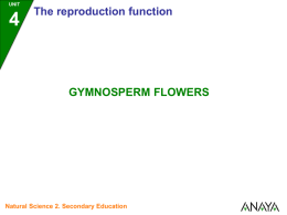 UNIT  The reproduction function  GYMNOSPERM FLOWERS  Natural Science 2. Secondary Education UNIT  Gymnosperm flowers Male and female cones • Gymnosperm flowers usually take the form of.