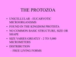 THE PROTOZOA • UNICELLULAR - EUCARYOTIC MICROORGANISMS • FOUND IN THE KINGDOM PROTISTA • NO COMMON BASIC STRUCTURE, SIZE OR SHAPE • SIZE VARIES GREATLY -