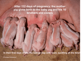 After 112 days of pregnancy, the mother pig gives birth to the baby pig and his 10 brothers and sisters  In their first.