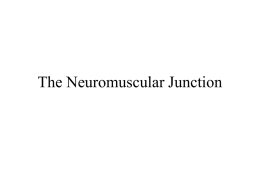 The Neuromuscular Junction The Neuromuscular Junction: a Specialized form of synaptic transmission: communication between neurons and muscle.