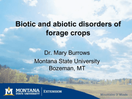 Biotic and abiotic disorders of forage crops Dr. Mary Burrows Montana State University Bozeman, MT.