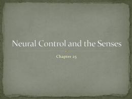 Chapter 25  Communication units of nervous systems  Detect information about internal and external  conditions  Issue commands for responsive actions.