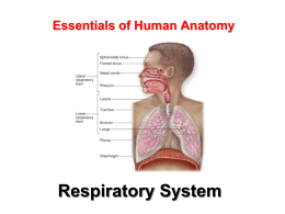 Essentials of Human Anatomy  Respiratory System Organization and Functions of the Respiratory System Structural classifications: – upper respiratory tract – lower respiratory tract.  • Functional classifications: –