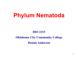 Phylum Nematoda BIO 2215 Oklahoma City Community College  Dennis Anderson Phylum Nematoda • 12,000 species – 500,000 possible  • Cylindrical body • Only longitudinal muscles • Noncellular cuticle with several.