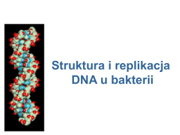 Struktura i replikacja DNA u bakterii Wstęp Makrocząsteczki odgrywające kluczową rolę w przepływie informacji genetycznej u bakterii to DNA, RNA oraz białka.  W pierwszej.
