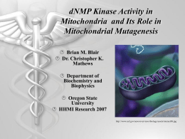 dNMP Kinase Activity in Mitochondria and Its Role in Mitochondrial Mutagenesis  Brian M.