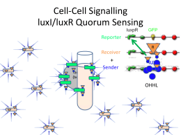 Cell-Cell Signalling luxI/luxR Quorum Sensing Reporter R  Receiver  + Sender Target (bead)  OHHL Cell-Cell Signaling: Registry Parts Cell-Cell Signaling: Our Single Cell Construct Sender  Bba_J23039  Receiver  Bba_T9002