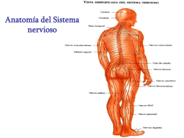 Anatomía del Sistema nervioso SISTEMA NERVIOSO LOCALIZACION PERIFERICO  FUNCIÓN  Sensorial  CONTROL  Somático (hacia los Músculos esqueléticos)  CENTRAL (Cerebro y medula espinal)  Motor  Autónomo (hacia músculo Liso, cardiaco, glándulas)