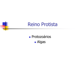 Reino Protista   Protozoários  Algas Morfologia e ultra-estrutura de protozoários Características dos protozoários        Unicelulares, alguns coloniais, alguns com etapas de vida multicelulares. Eucariontes. Heterótrofos, digestão intracelular. Vida livre.