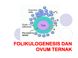 FOLIKULOGENESIS DAN OVUM TERNAK Folikulogenesis  Definisi : Proses pertumbuhan dan perkembangan folikel yang di dalamnya terjadi proses Oogenesis  Folikulogenesis berlangsung sejak hewan mencapai pubertas 