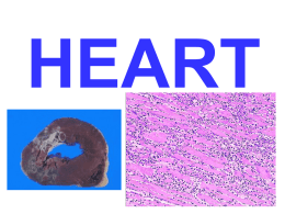 HEART THE HEART • Normal • Pathology – Heart Failure: L, R – Heart Disease • • • • • • • •  Congenital: LR shunts, RL shunts, Obstructive Ischemic: Angina, Infarction, Chronic Ischemia,