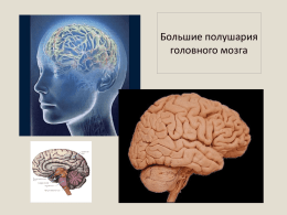 Большие полушария головного мозга Строение коры больших полушарий головного мозга.  • Кора больших полушарий головного мозга - структура головного мозга, слой серого вещества толщиной 1,3—4,5 мм, расположенный по периферии.