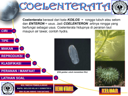 Coelenterata berasal dari kata KOILOS = rongga tubuh atau selom dan ENTERON = usus.