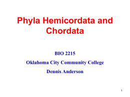 Phyla Hemicordata and Chordata BIO 2215 Oklahoma City Community College  Dennis Anderson Phylum Hemichordata • Three body regions – Proboscis – Collar – Trunk  • Deuterostome • Gill slits • Open.