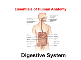 Essentials of Human Anatomy  Digestive System General Structure of the Digestive System  • Composed of two separate categories of organs: – digestive organs – accessory.
