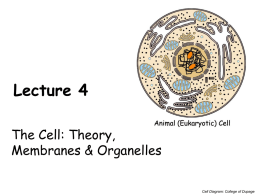 Lecture 4 The Cell: Theory, Membranes & Organelles Cell Diagram: College of Dupage.