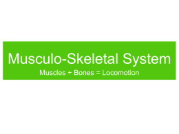 Musculo-Skeletal System Muscles + Bones = Locomotion Muscles • When you work out frequently, your muscles get larger.