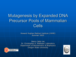 Mutagenesis by Expanded DNA Precursor Pools of Mammalian Cells Howard Hughes Medical Institute (HHMI) Summer 2003 Nancy Jade Lee Dr.