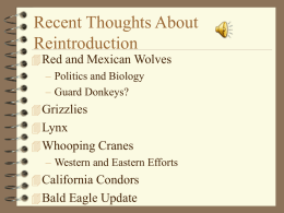 Recent Thoughts About Reintroduction  Red and Mexican Wolves – Politics and Biology – Guard Donkeys?  Grizzlies  Lynx  Whooping Cranes – Western and Eastern Efforts 