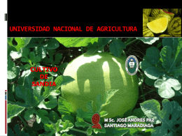 UNIVERSIDAD NACIONAL DE AGRICULTURA  CULTIVO DE SANDIA CULTIVO DE LA SANDIA En Honduras, históricamente, la sandía, ha sido un cultivo sembrado en la zona sur del.