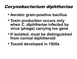 Corynebacterium diphtheriae  • Aerobic gram-positive bacillus • Toxin production occurs only when C.