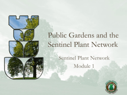 Public Gardens and the Sentinel Plant Network Sentinel Plant Network Module 1 Module Objectives • • • •  Historic examples Current issues Success stories The Sentinel Plant Network – National Plant Diagnostic.