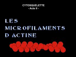 CYTOSQUELETTE - Acte II - LES MICROFILAMENTS d’ACTINE 1 – RECONNAISSANCE 2 – MISE EN ÉVIDENCE 3 – CONSTANCE 4 – DÉFINITION 5 - MICROSCOPIE PHOTONIQUE 6