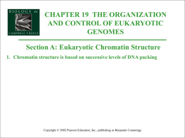 CHAPTER 19 THE ORGANIZATION AND CONTROL OF EUKARYOTIC GENOMES  Section A: Eukaryotic Chromatin Structure 1.