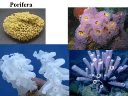 Porifera Cnidaria Box Jellyfish Platyhelminthes Terrestrial Flatworm  Land Planarian Nematoda Mollusca.
