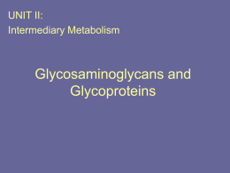 UNIT II: Intermediary Metabolism  Glycosaminoglycans and Glycoproteins Overview of glycosaminoglycans • Glycosaminoglycan (GAGs) are large complexes of negatively charged heteropolysaccharide chains.