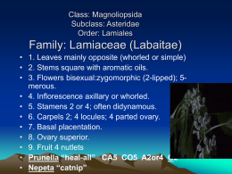 Class: Magnoliopsida Subclass: Asteridae Order: Lamiales  Family: Lamiaceae (Labaitae) • 1. Leaves mainly opposite (whorled or simple) • 2.