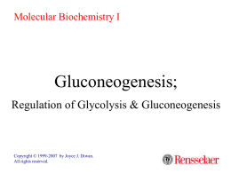Molecular Biochemistry I  Gluconeogenesis; Regulation of Glycolysis & Gluconeogenesis  Copyright © 1999-2007 by Joyce J.