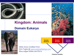 Kingdom: Animals Domain Eukarya  Domain Bacteria  AP Biology  Slide show modified from: Kim Foglia @ www.explorebiology.com Blue edged slides are Kim’s  Domain Archaea  Domain Eukarya  2007-2008 Common ancestor.