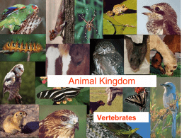 Animal Kingdom  Vertebrates Vertebrate History    Overview: Half a Billion Years of Backbones By the end of the Cambrian period, some 540 million years ago –    An.