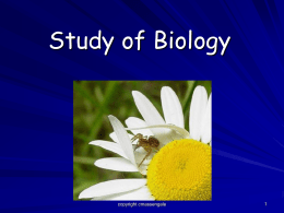 Study of Biology  copyright cmassengale What is Biology? Biology is the study of all living things Living things are called  organisms  Organisms include bacteria, protists, fungi, plants,