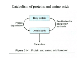 Catabolism of proteins and amino acids Reactions in the attachment of ubiquitin to proteins.